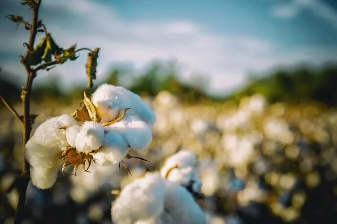 Sacs de courses personnalisés en coton bio à petit prix